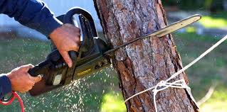 Why Choose Our Tree Removal Services in Sinking Spring, PA?