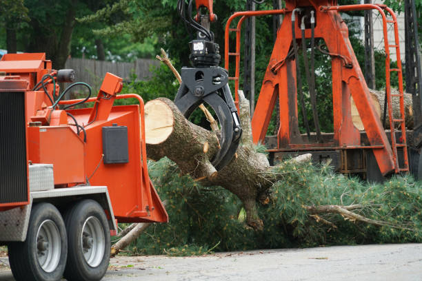 Best Firewood Processing and Delivery  in Sinking Spring, PA