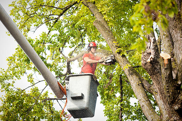 Best Tree Maintenance Programs  in Sinking Spring, PA